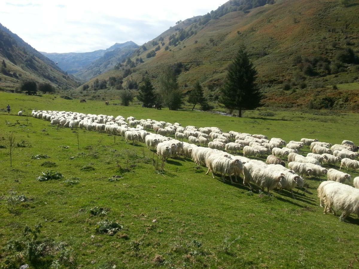 Gite De Montagne Du Plateau De Lhers- Accueil Randonneurs Accous 외부 사진